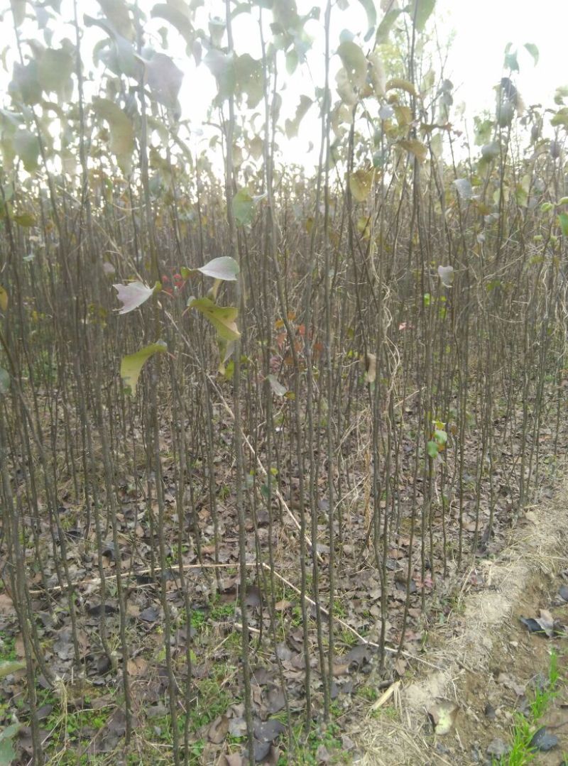梨树苗50~80cm1cm以下