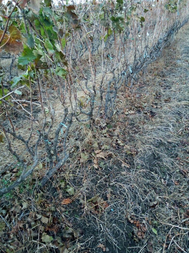 葡萄苗5年80~110cm