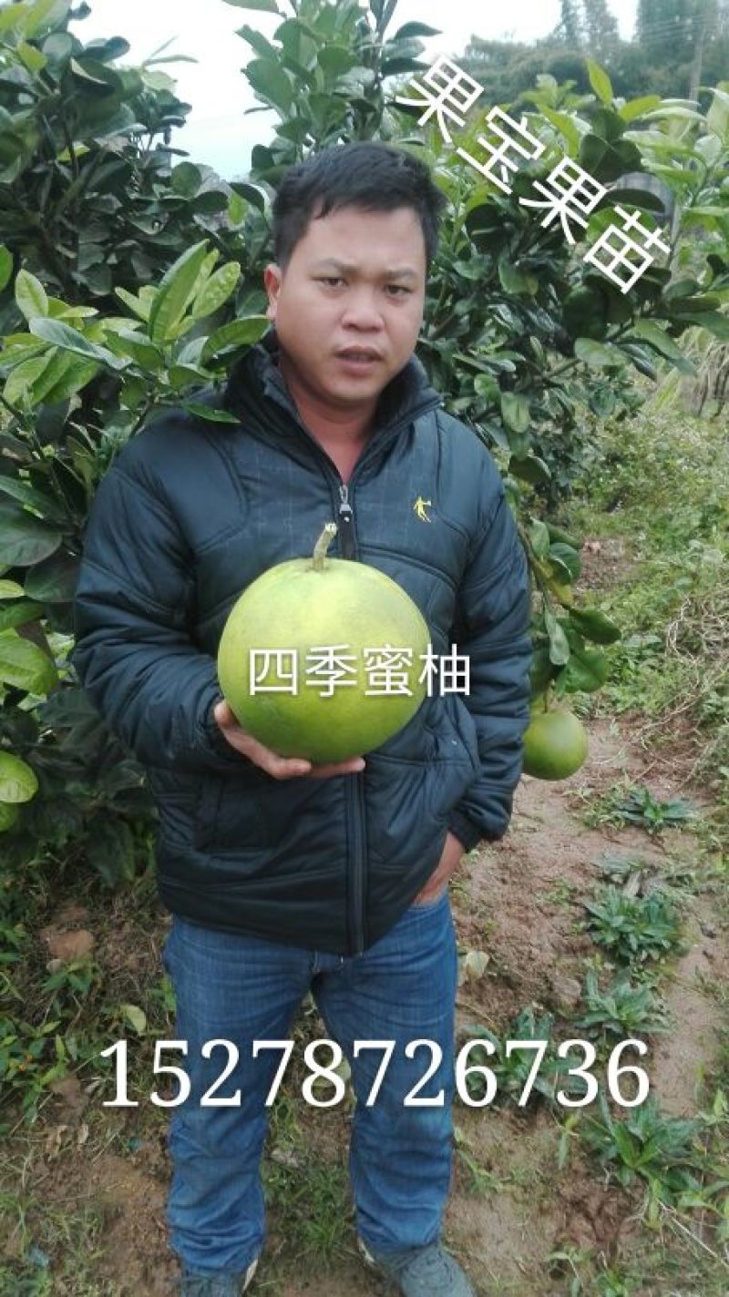 三红蜜柚苗