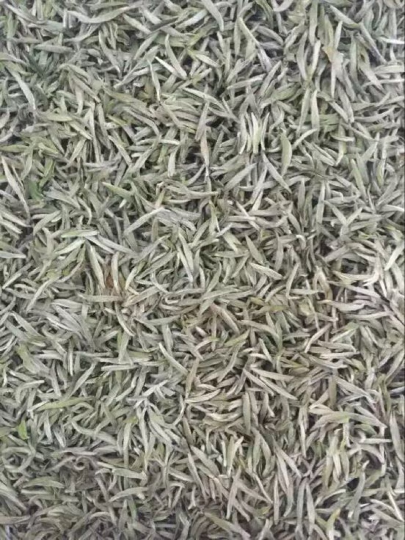 福鼎白茶