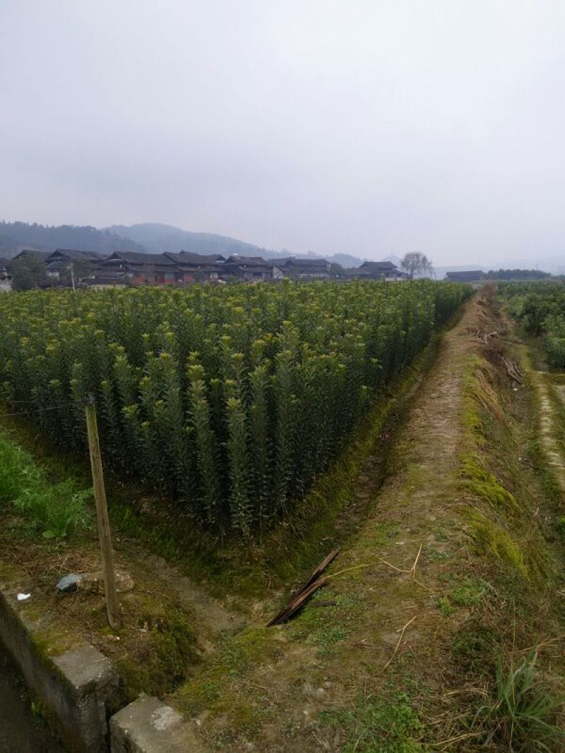杨梅树苗
