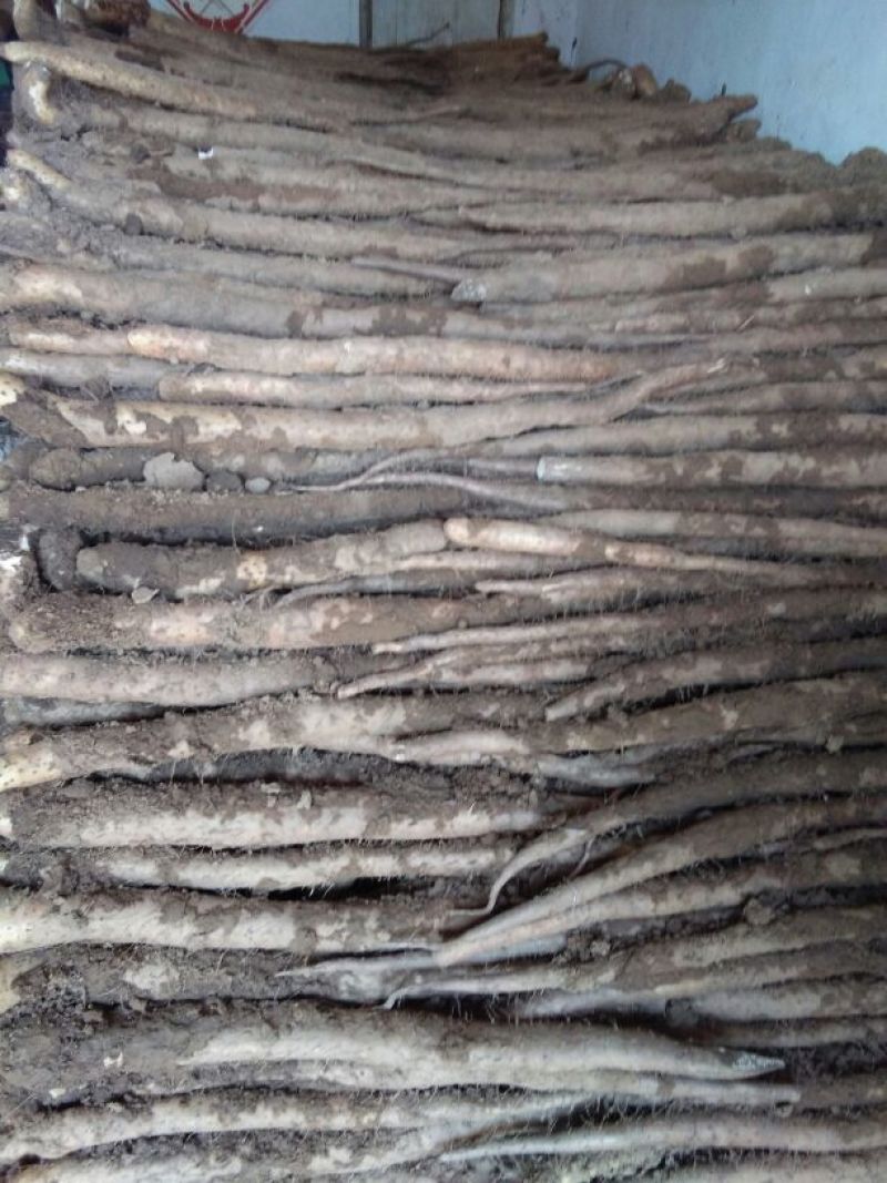 白玉山药2~3厘米25~30厘米一级