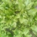 小叶菠菜10~15厘米