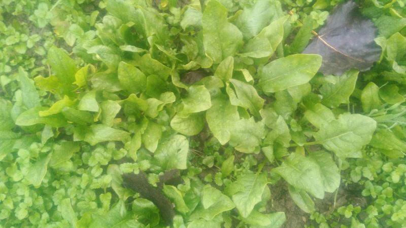 小叶菠菜10~15厘米