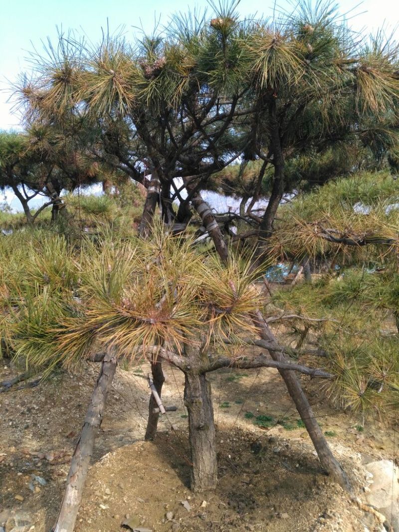 黑松18~20cm16~18cm3.5~4米