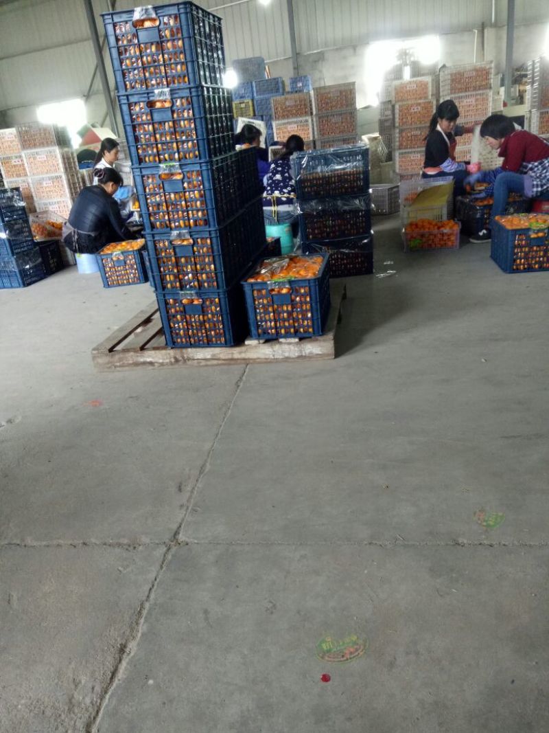 大量供应南丰蜜橘带叶果，光头果，通货，0.4元-0.8元