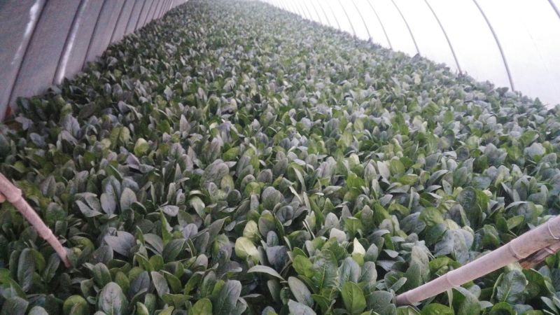 越冬菠菜25~30厘米