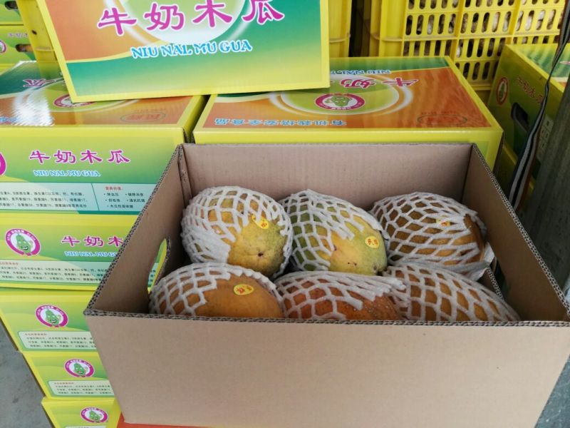 水果木瓜1.5~2斤
