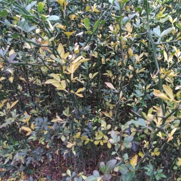 枸橘树51~80cm