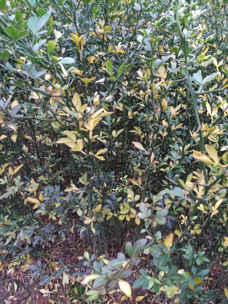 枸橘树51~80cm