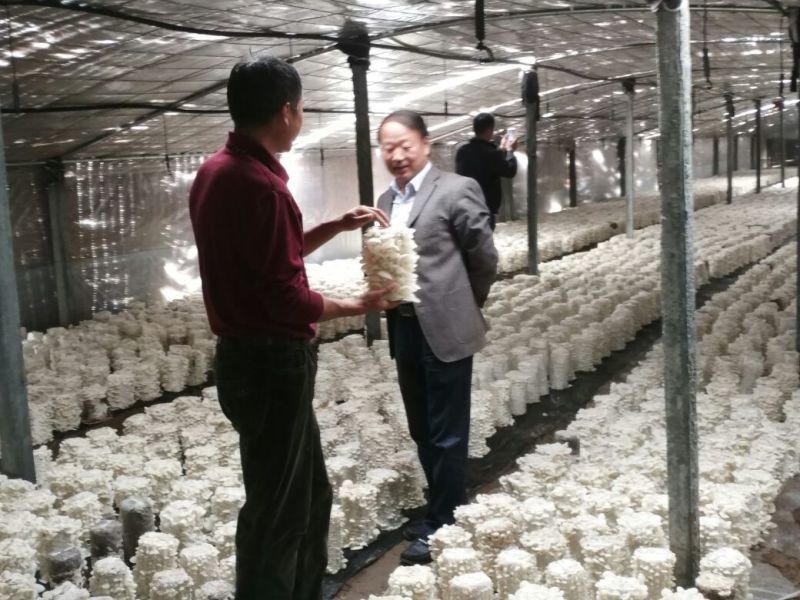 白木耳一级