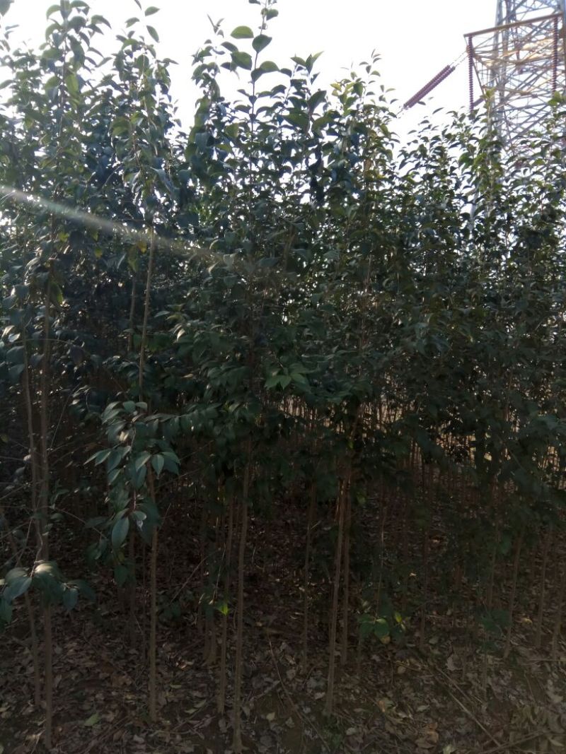 大叶女贞4cm以下