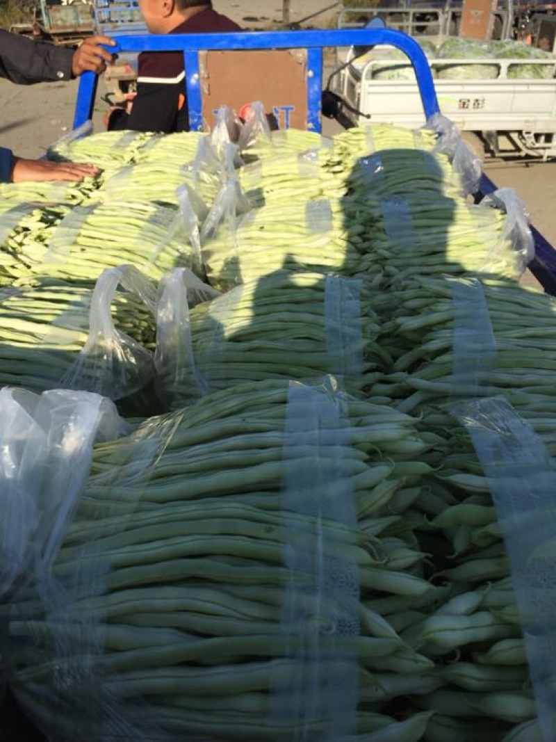 蛇豆大量上市欢迎新老客户选购