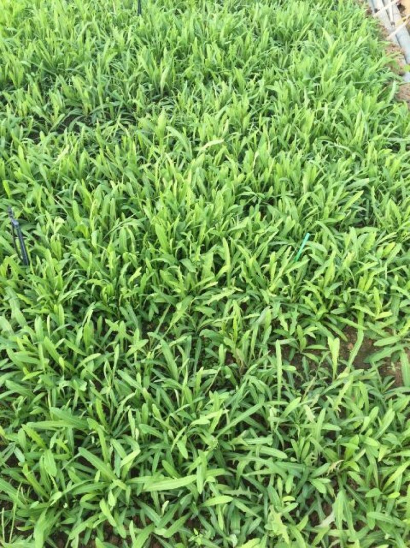 苦苣菜5~8厘米
