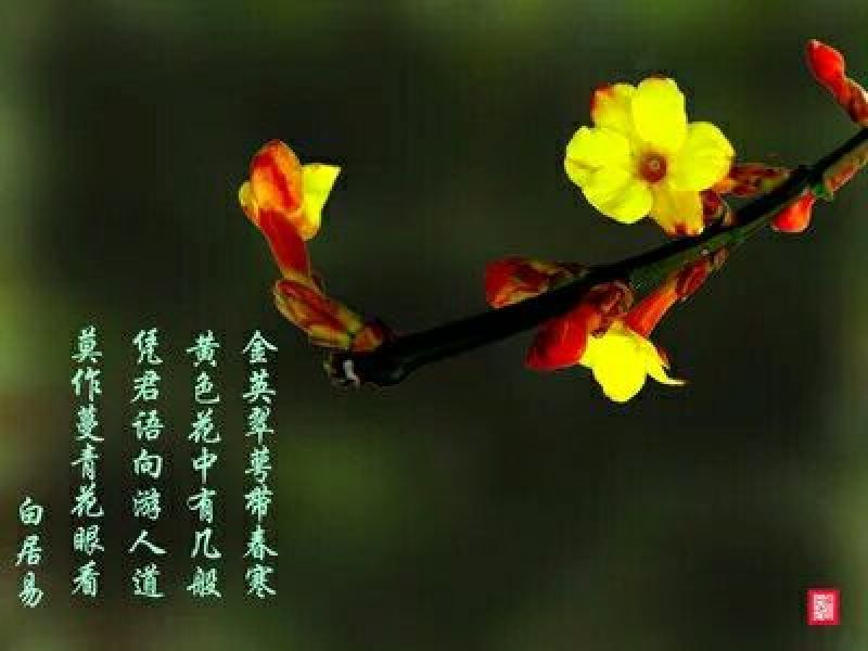 迎春花1~1.5米
