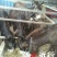 肉驴400~500斤
