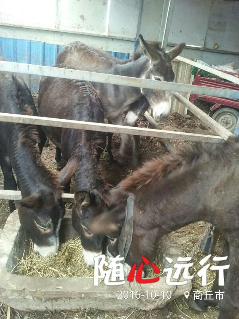 肉驴400~500斤
