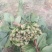 黑叶菠菜