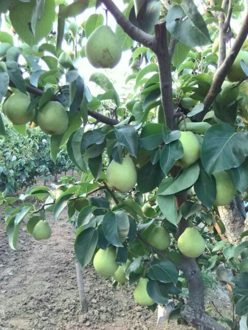 黄金梨250~300g纸箱