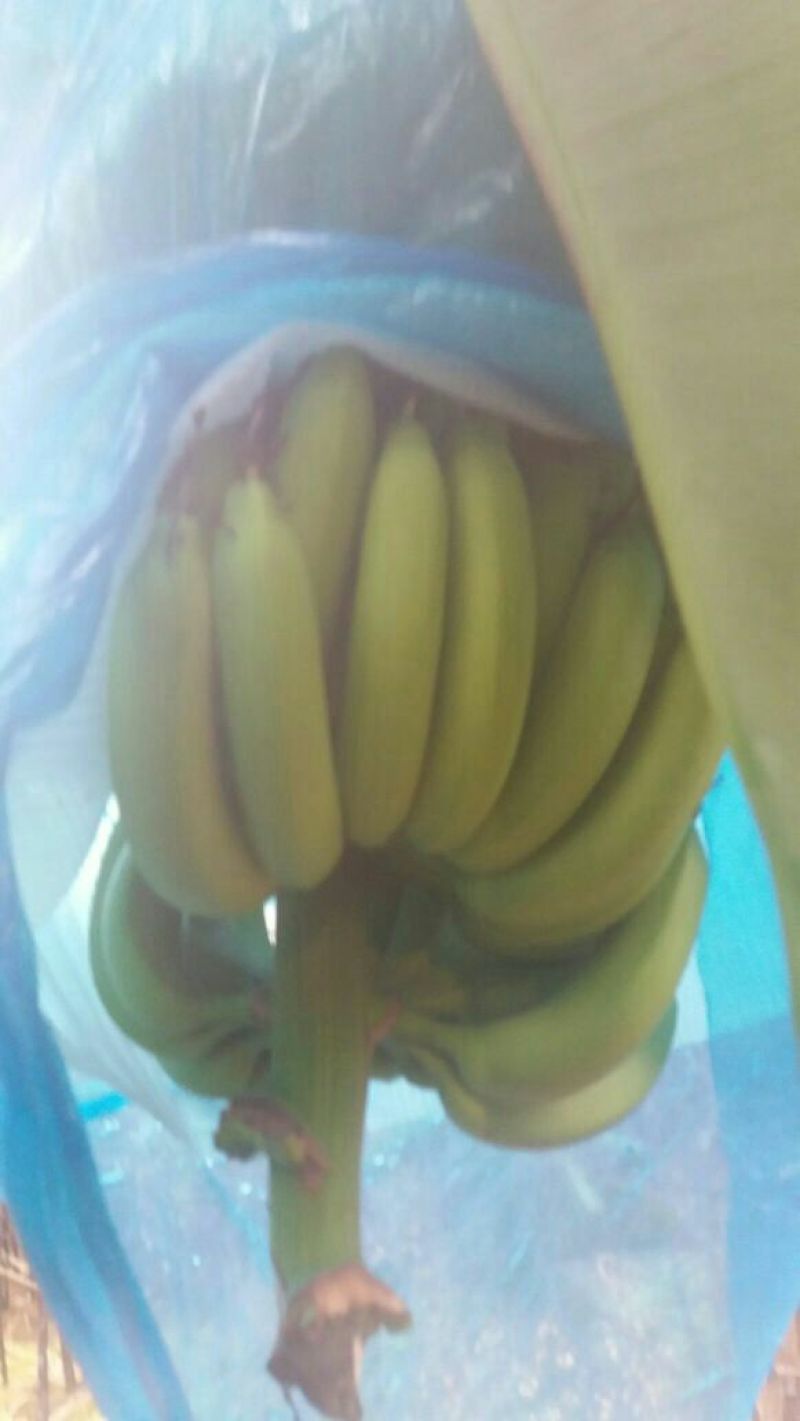巴西香蕉七成熟