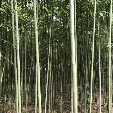 竹子4~5m