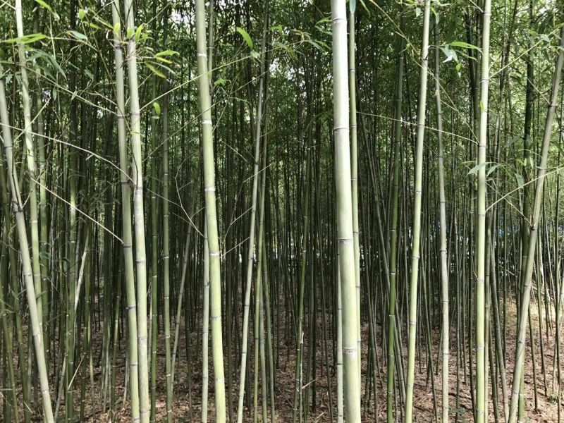 竹子4~5m