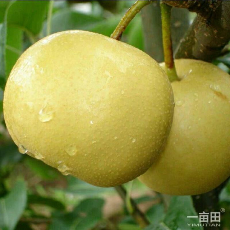 香水梨筐装