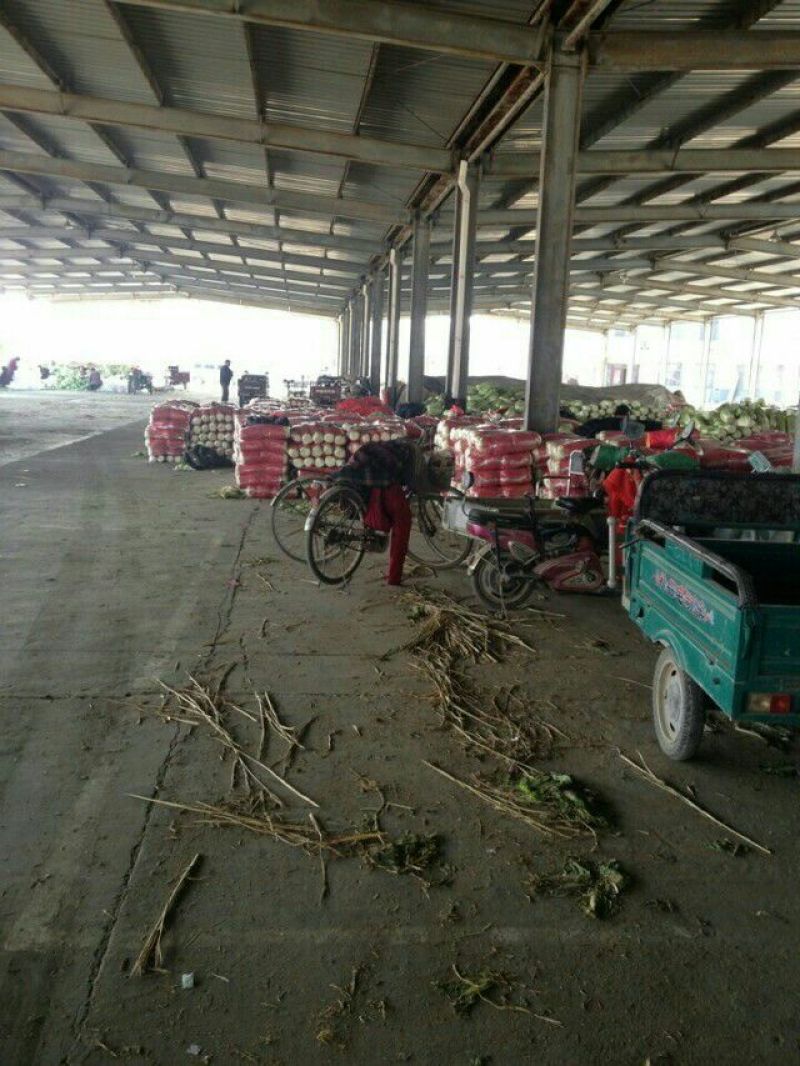 北京新三号白菜大量供应