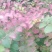 百日红2~4cm1.5~2米1~2米