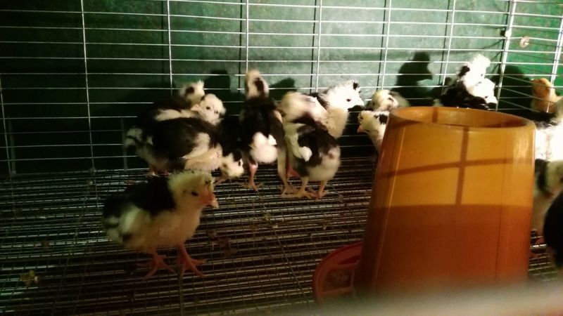 贵妃鸡苗1斤以下
