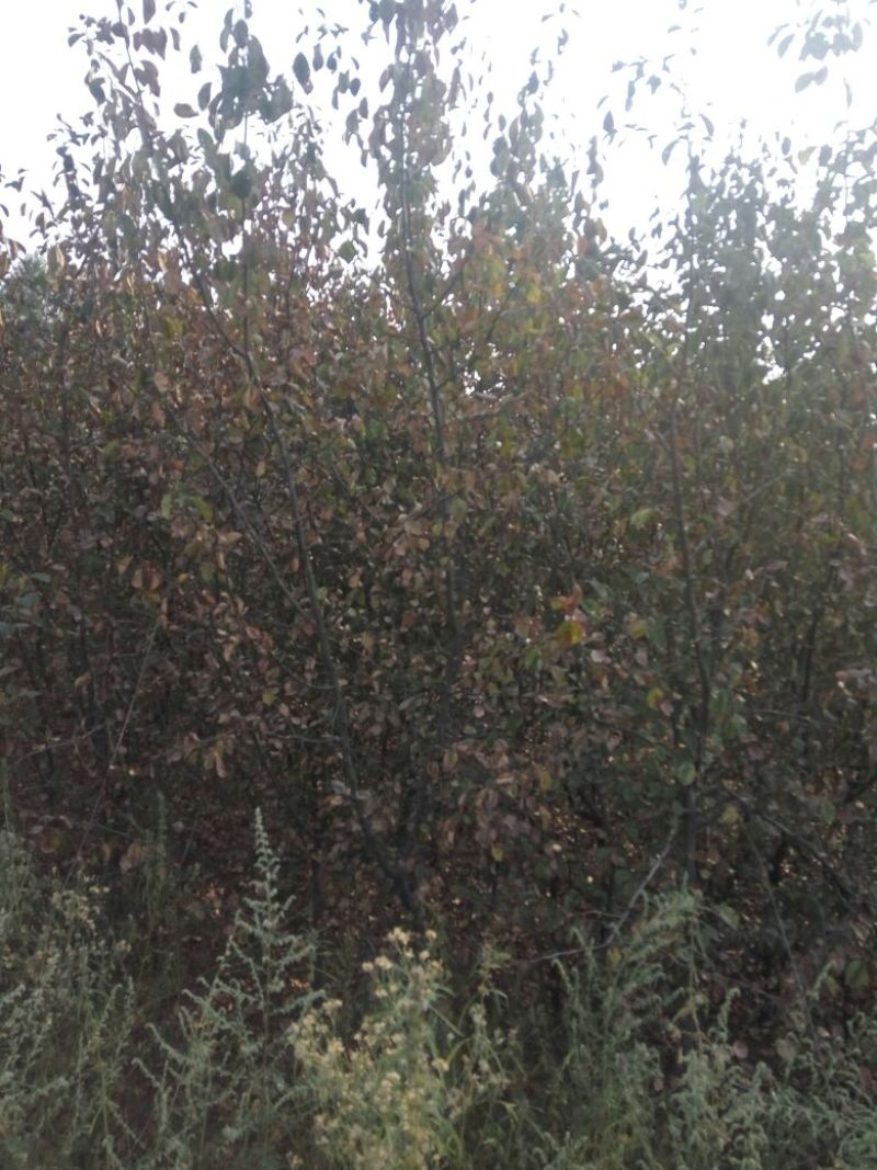 木瓜树201~230cm