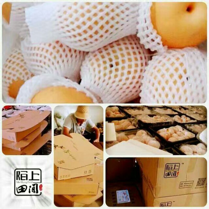 晚秋黄梨450~500g纸袋