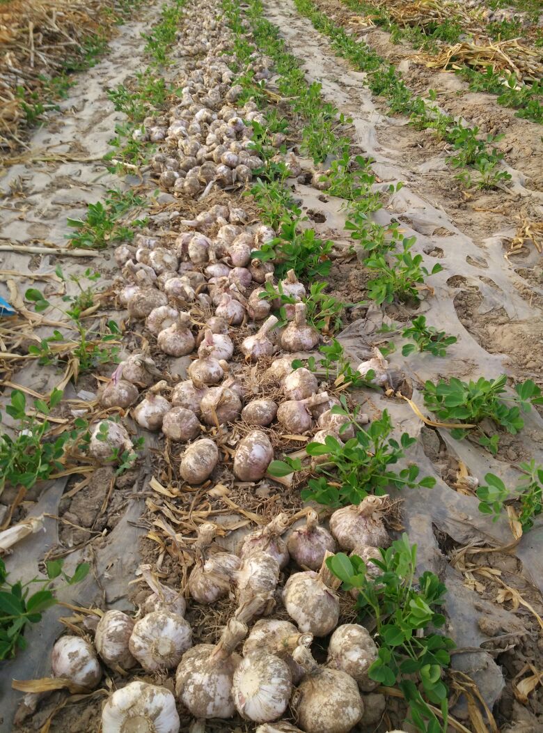 河南开封市杞县大蒜 混级统货批发_李翠丽供应