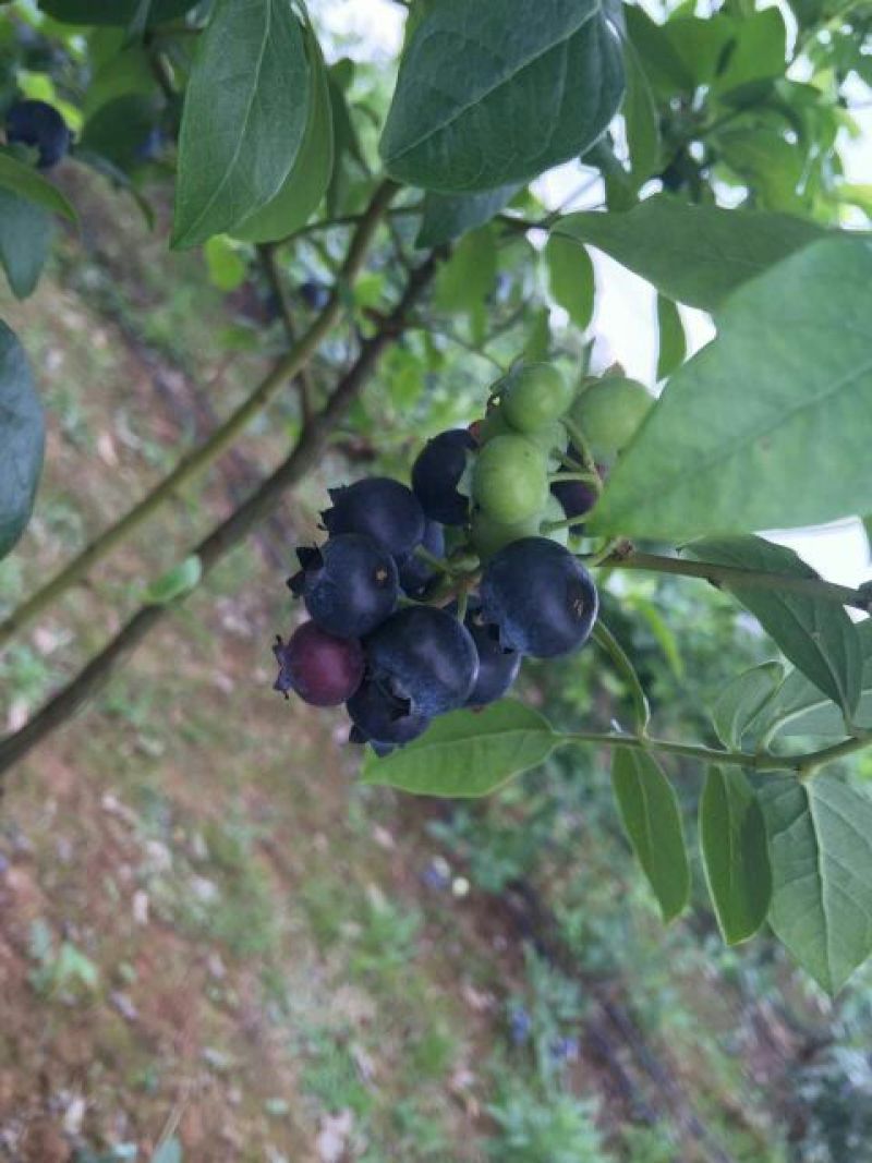 蓝莓10~12mm以上