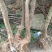 映山红35cm以上