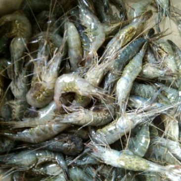 河虾冰鲜虾26~30只/kg