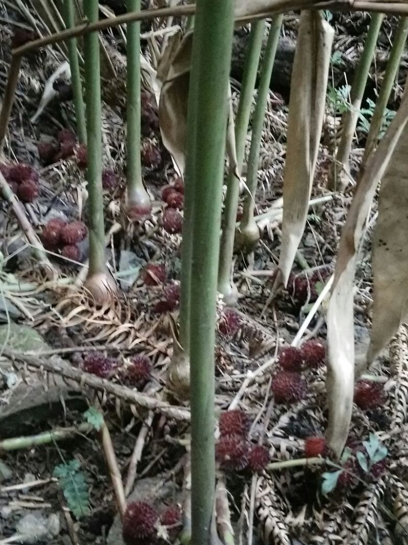 砂仁