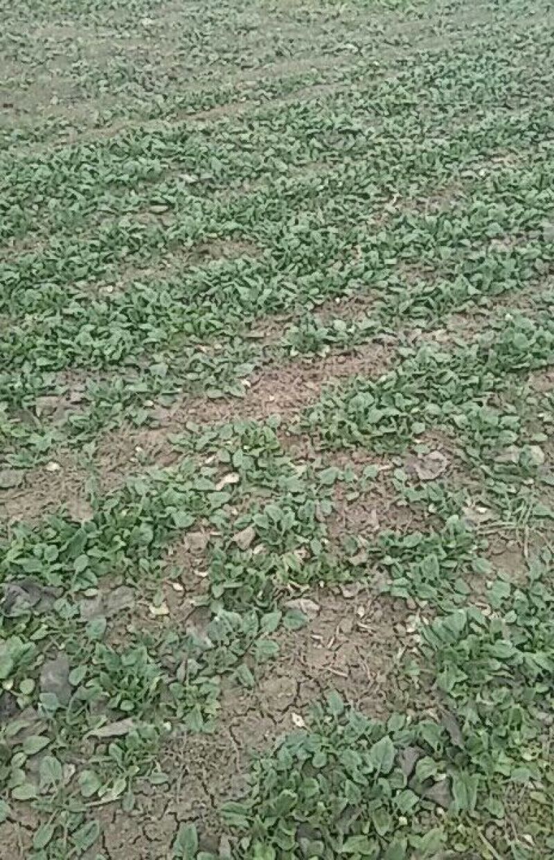 大叶菠菜15~20厘米