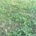 大叶菠菜15~20厘米