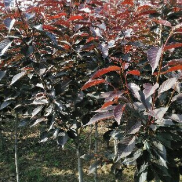 红叶樱花4cm以下