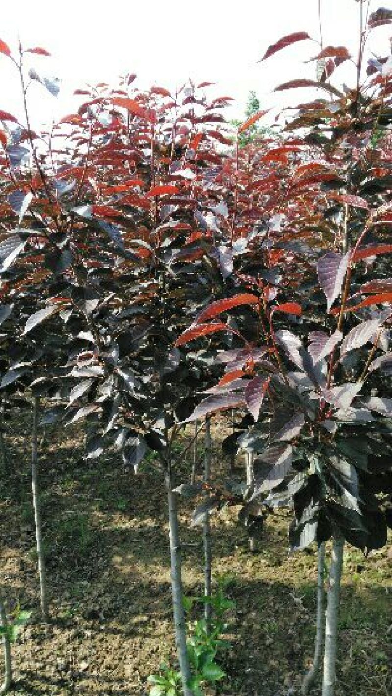 红叶樱花4cm以下