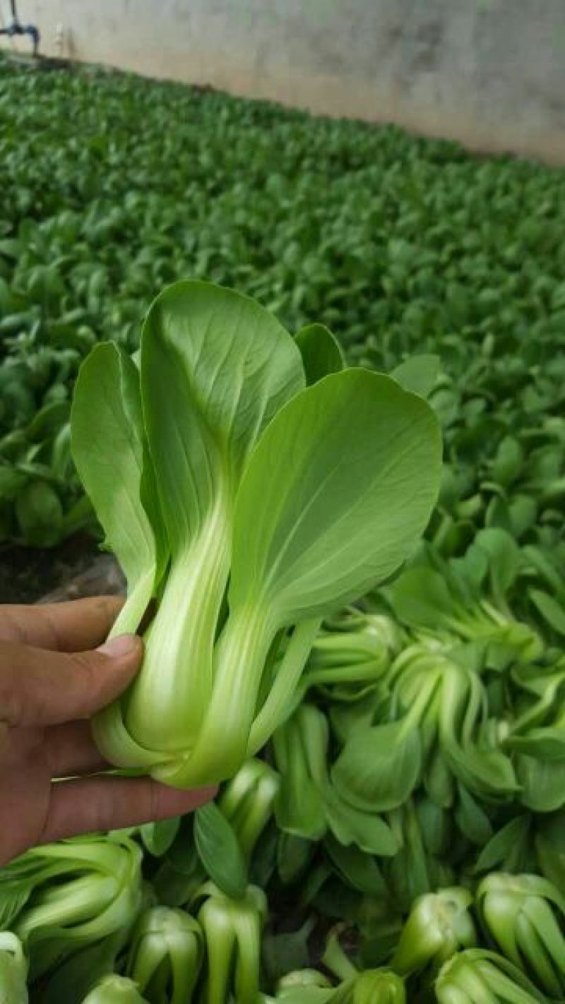 纯上海青精品油菜2两以上需要联系我