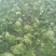 大叶菠菜10~15厘米