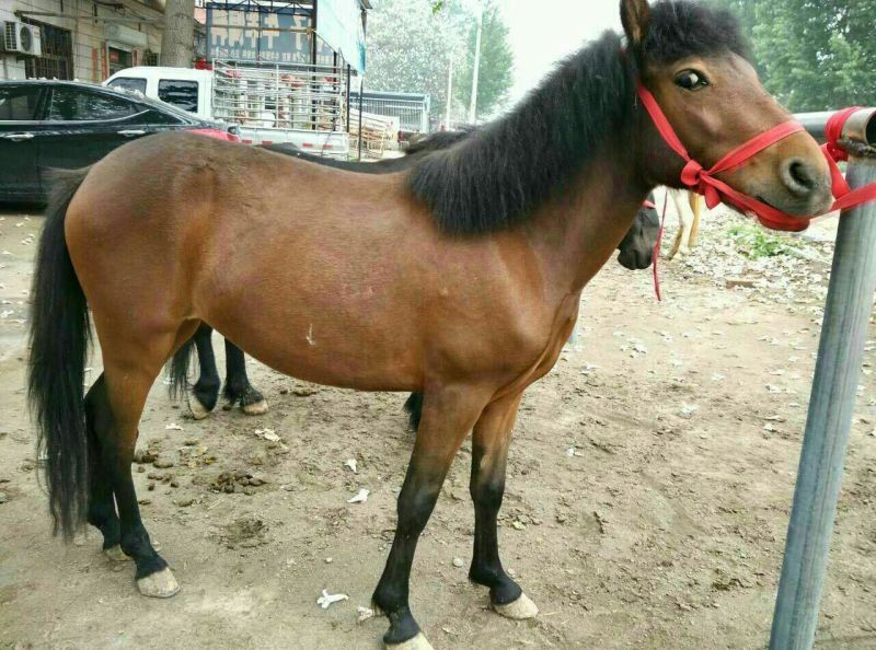蒙古马100~200kg