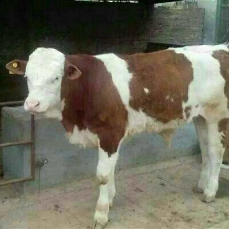 肉牛200斤以下