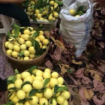 安岳尤力克柠檬