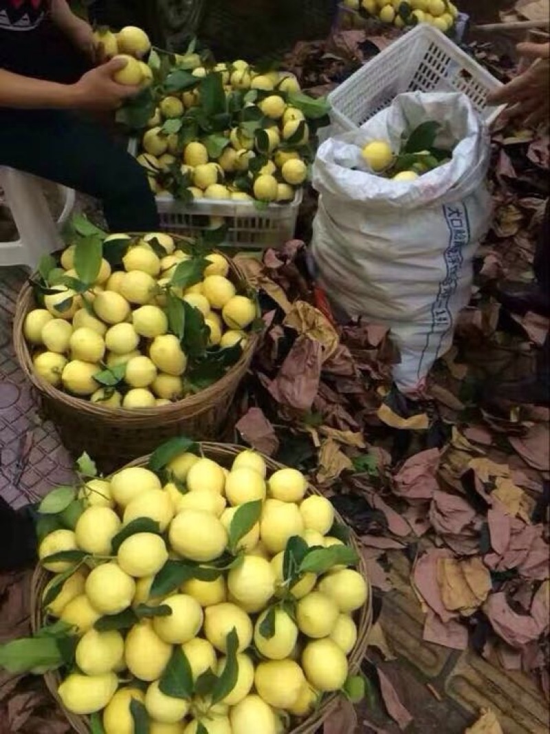 安岳尤力克柠檬