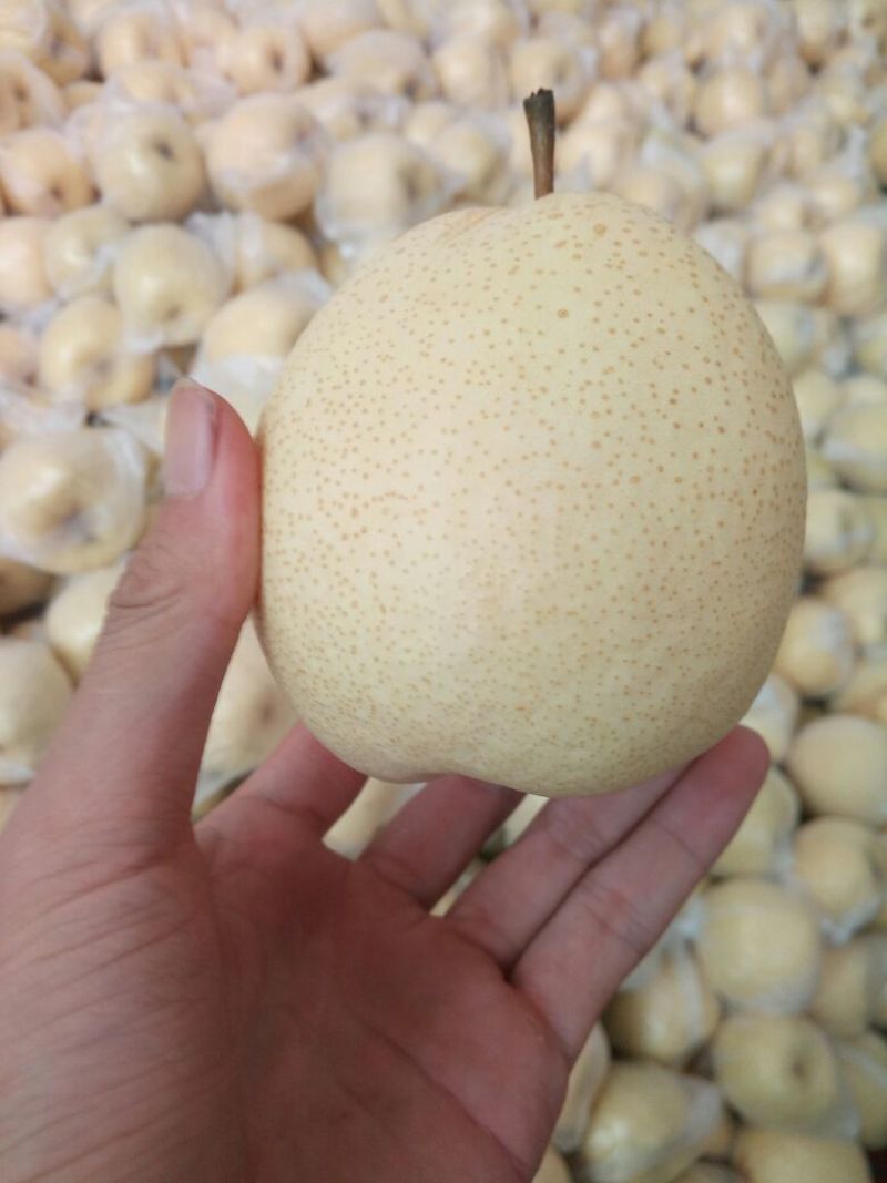酥梨200~250g纸加膜