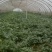 8424西瓜5斤打底8成熟1茬