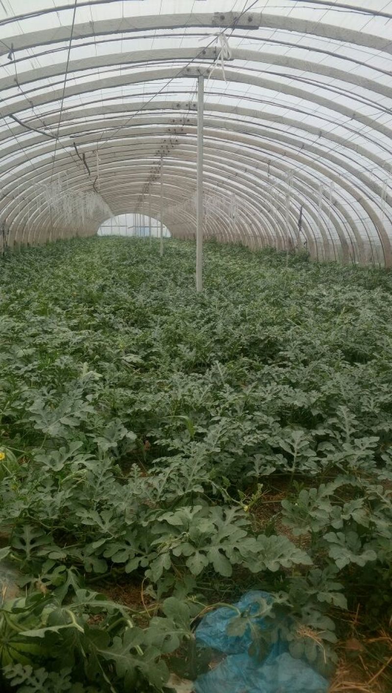 8424西瓜5斤打底8成熟1茬